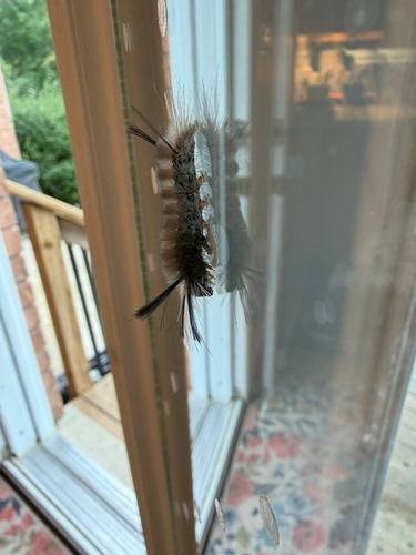 Banded Tussock Moth