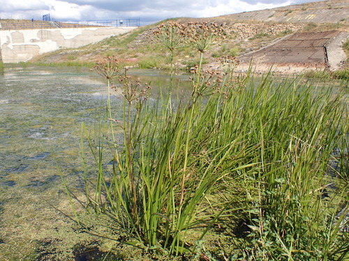 Flowering-rush