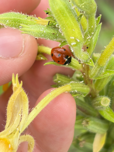 Seven-spotted Lady Beetle