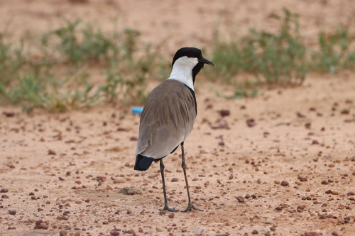 Spur-winged Lapwing
