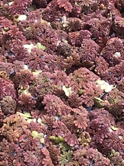 Azolla caroliniana