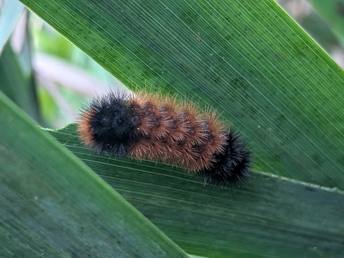 Isabella Tiger Moth