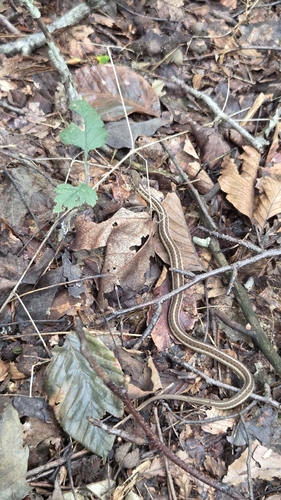 Common Garter Snake