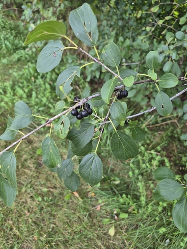 common buckthorn