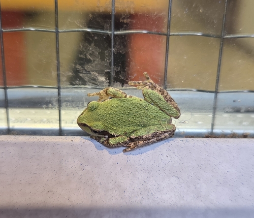 Pacific chorus frog