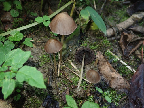 conical brittlestem