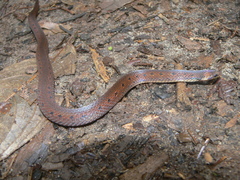 Atractus dunni