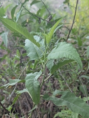 Ambrosia ambrosioides, photograph (c) Rachel Stringham, some rights reserved (CC BY)