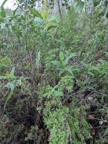 Ambrosia ambrosioides, photograph 4