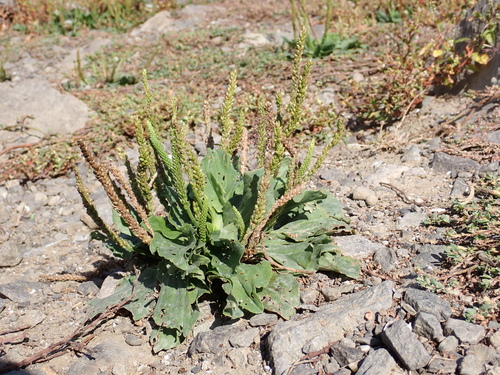 common plantain