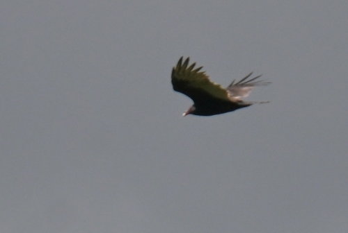 Turkey Vulture
