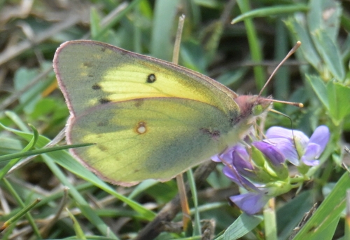 Clouded Sulphur