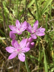 Allium unifolium