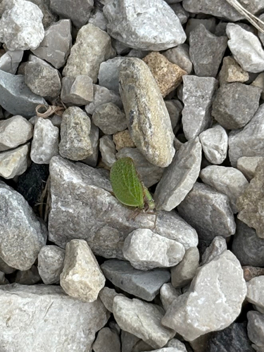 Two-striped Planthopper