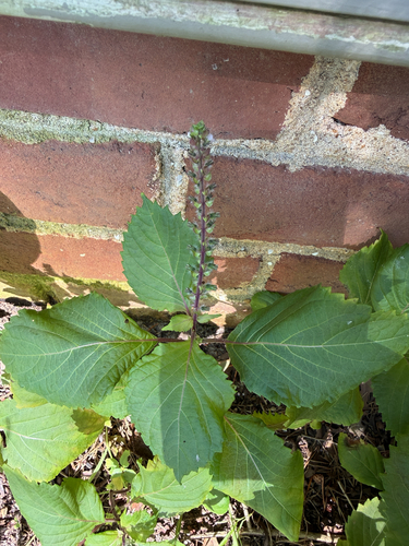 beefsteak plant