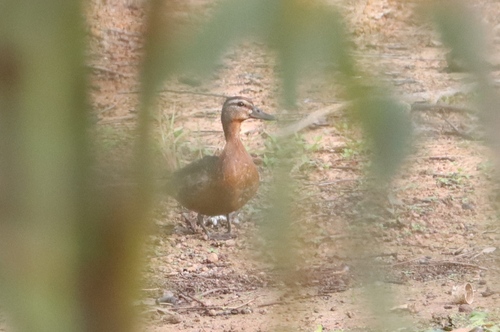 Garganey