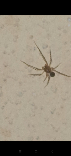 Common Spitting Spider