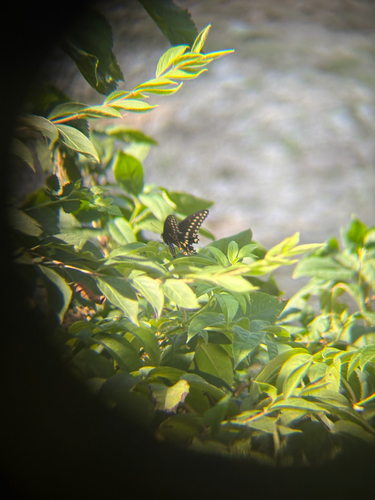Black Swallowtail