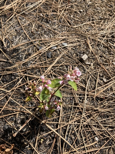 spreading dogbane