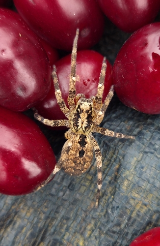 Mediterranean Spiny False Wolf Spider