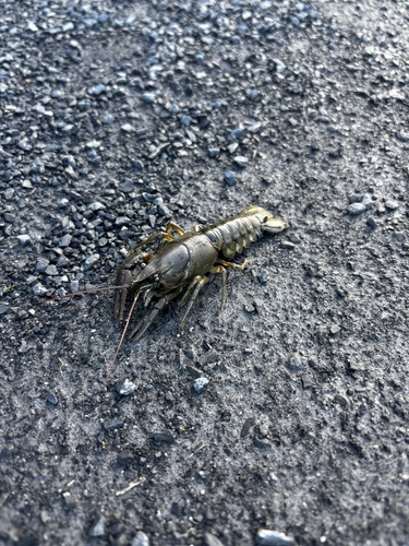 Atlantic Stream Crayfish