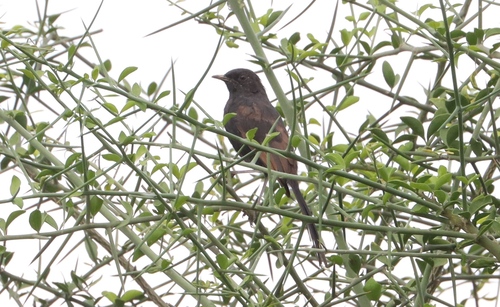 Black Scrub-Robin