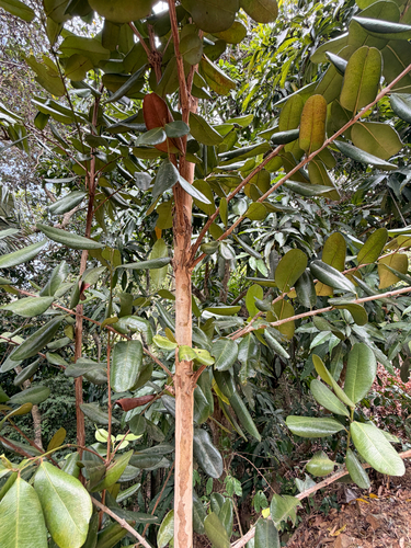 Pimenta racemosa observed 2026-09-01