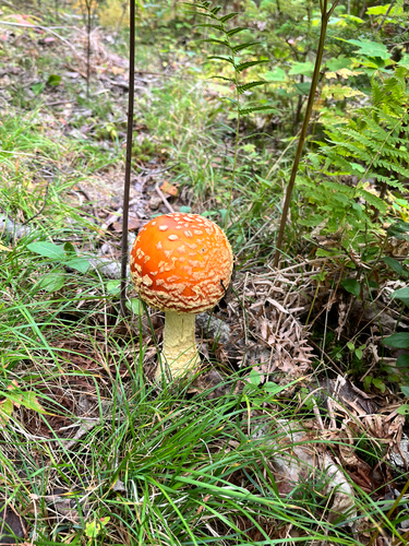 Fly Agaric