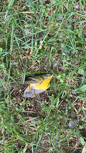 Nashville Warbler