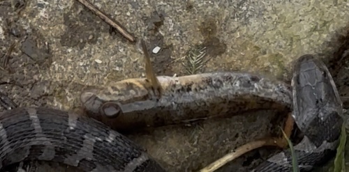 Round Goby
