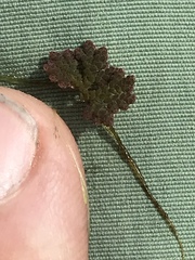 Azolla caroliniana