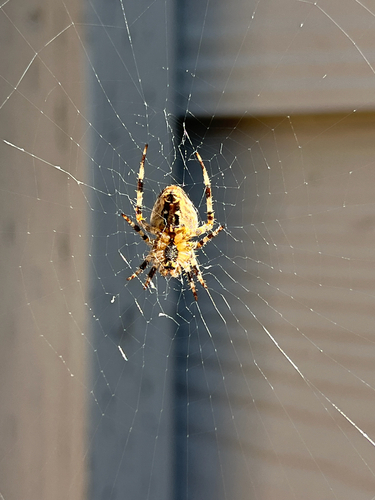 Cross Orbweaver