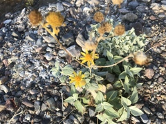 Bahiopsis reticulata