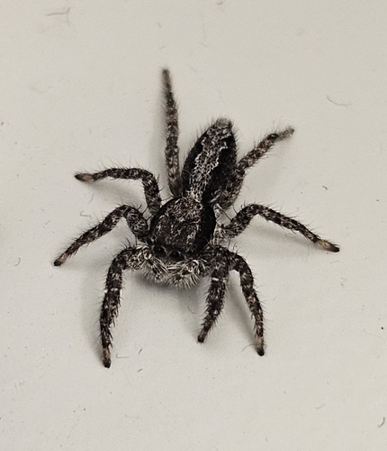 California Flattened Jumping Spider