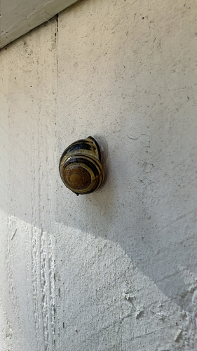 Brown-lipped Snail