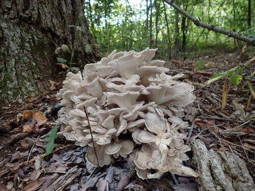 hen of the woods
