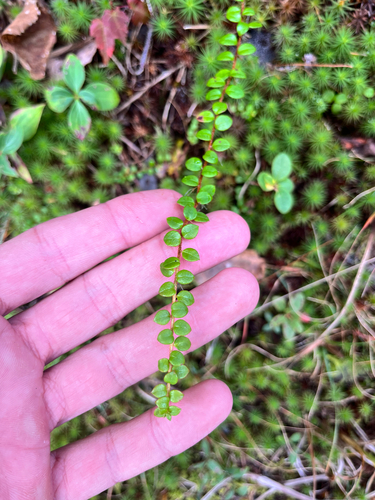 creeping snowberry