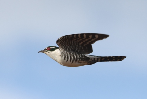 Diederik Cuckoo