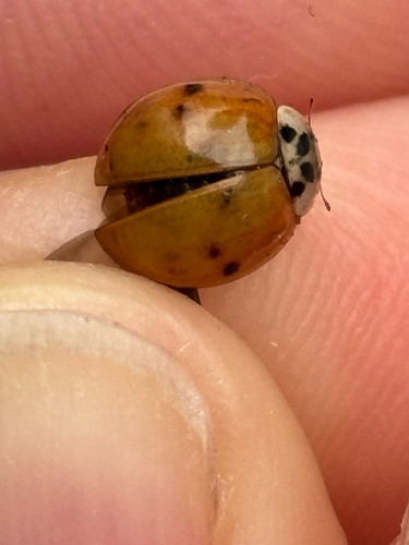 Asian Lady Beetle