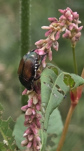 Japanese Beetle