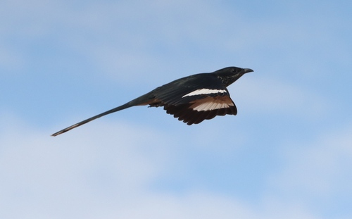 Levaillant's Cuckoo