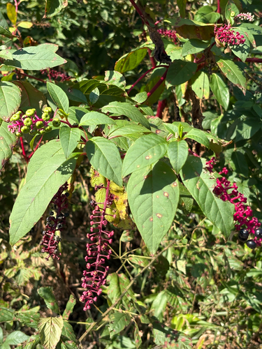 American pokeweed