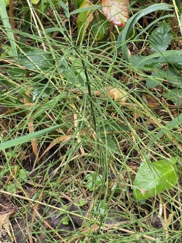 field horsetail