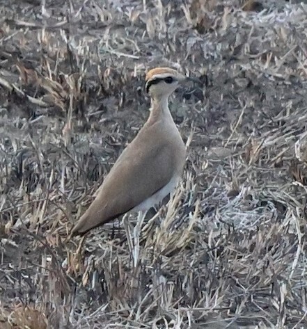 iNaturalist image