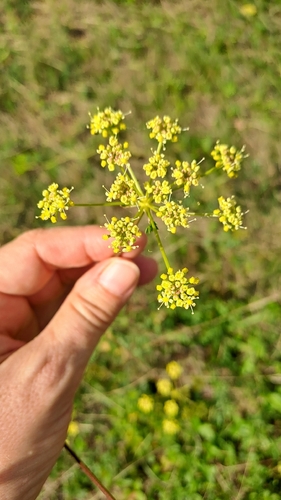 Pepper-saxifrage