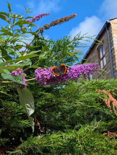 Red Admiral