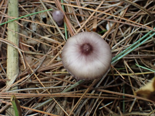 Lilac Fibrecap