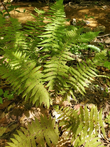 New York fern