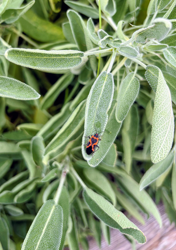 Small Milkweed Bug