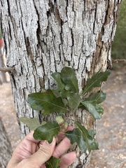 Quercus sinuata, photograph (c) Sam Kieschnick, some rights reserved (CC BY)